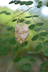 Image showing Common bladder senna