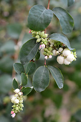 Image showing Coralberry