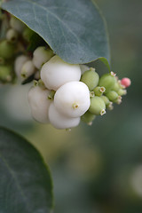 Image showing Coralberry