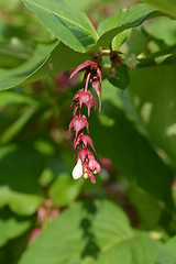 Image showing Himalayan honeysuckle