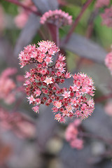 Image showing Orpine Purple Emperor