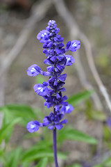 Image showing Mealy Cup Sage