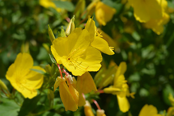 Image showing Common sundrops