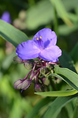 Image showing Virginia spiderwort