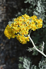 Image showing Silver ragwort