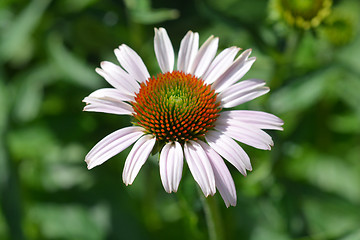 Image showing Pink coneflower Rubinstern