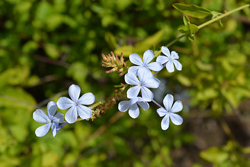 Image showing Blue plumbago