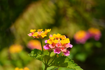 Image showing Shrub verbena flower