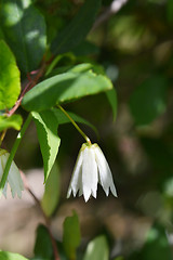 Image showing Lily of the valley tree