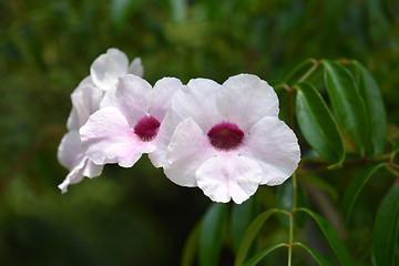 Image showing Pink bower vine