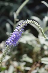 Image showing Spiked speedwell