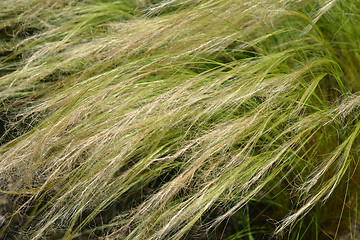 Image showing Pony tails grass