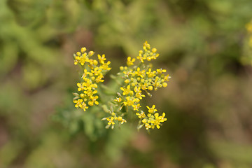 Image showing Italian alyssum