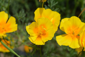 Image showing Golden poppy flower