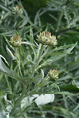 Image showing Artichoke thistle