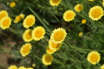 Image showing Yellow chamomile Sancti-Johannis