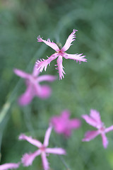 Image showing Pink carnation