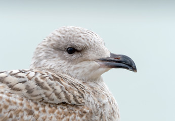 Image showing Herring Gull Juvenile Head Shot