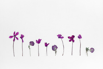 Image showing Purple cyclamen and clover herbarium