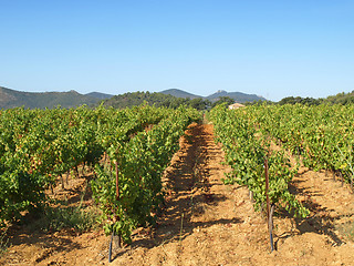 Image showing Provence vineyards