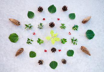 Image showing Summer forest plants collection