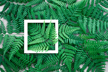 Image showing Dark green fern leaves and white picture frame