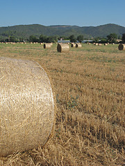 Image showing hayrolls