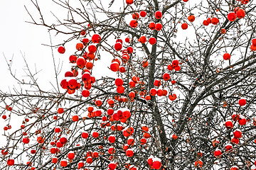Image showing Red winter apples