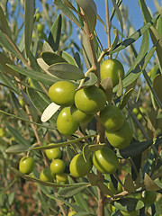 Image showing branches with green olives