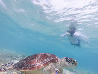 Image showing People on vacations wearing snokeling masks swimming with sea turtle in turquoise blue water of Gili islands, Indonesia. Underwater photo.