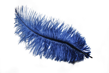Image showing Blue Feather