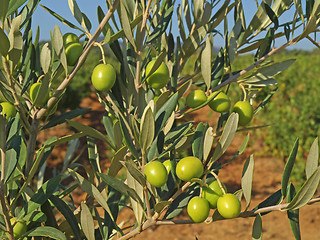 Image showing branches with green olives