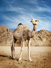 Image showing Camel