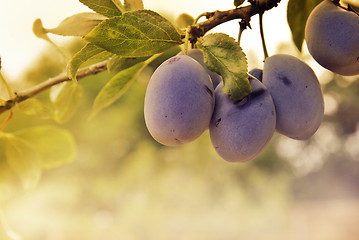 Image showing Plum