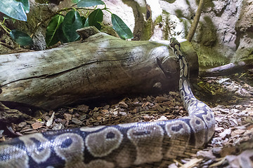 Image showing The ball python, Python regius, also known as the royal python