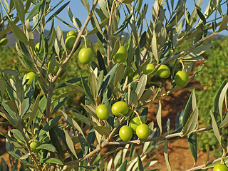 Image showing branches with green olives