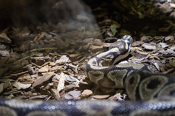 Image showing The ball python, Python regius, also known as the royal python