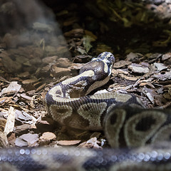 Image showing The ball python, Python regius, also known as the royal python