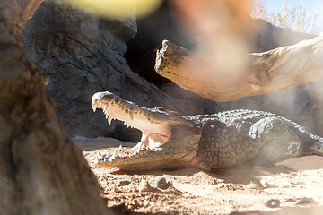 Image showing Close up of scary alligator with open mouth.