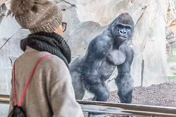 Image showing Woman watching huge silverback gorilla male behind glass in zoo. Gorilla staring at female zoo visitor in Biopark in Valencia, Spain