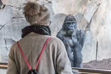 Image showing Woman watching huge silverback gorilla male behind glass in zoo. Gorilla staring at female zoo visitor in Biopark in Valencia, Spain