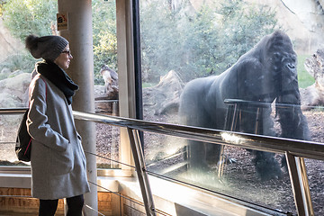 Image showing Woman watching huge silverback gorilla male behind glass in Biopark zoo in Valencia, Spain