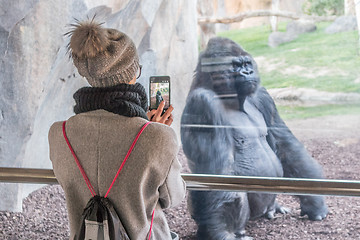 Image showing Woman taking photo of a huge silverback gorilla male behind glass in Biopark zoo in Valencia, Spain