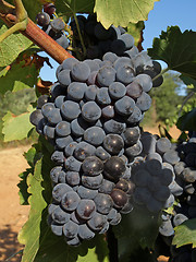 Image showing bunches of grape