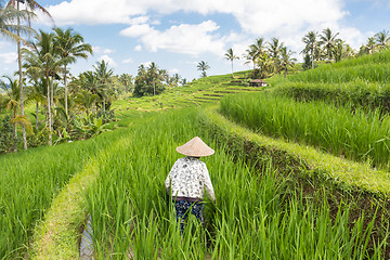 Image showing Female farmer wearing traditional asian paddy hat working in beautiful Jatiluwih rice terrace plantations on Bali, Indonesia, south east Asia