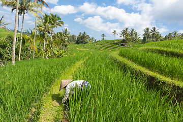 Image showing Female farmer wearing traditional asian paddy hat working in beautiful Jatiluwih rice terrace plantations on Bali, Indonesia, south east Asia