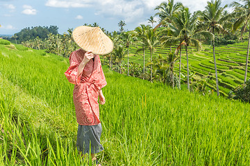 Image showing Relaxed fashionable caucasian woman wearing red asian style kimono and traditional asian paddy hat walking amoung beautiful green rice fields and terraces on Bali island