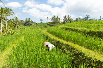 Image showing Female farmer wearing traditional asian paddy hat working in beautiful Jatiluwih rice terrace plantations on Bali, Indonesia, south east Asia