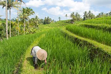 Image showing Female farmer wearing traditional asian paddy hat working in beautiful Jatiluwih rice terrace plantations on Bali, Indonesia, south east Asia