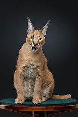 Image showing Beautiful caracal lynx over black background